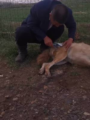 A post by @bob462 on TikTok caption: Give injections to the injured wild wolves on the grassland, hoping they will recover soon😭😭😭#dogs #fyp #wolf #petlover #foryou