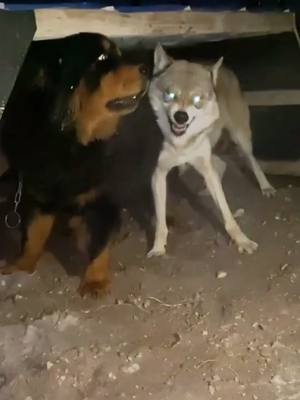 A post by @bob462 on TikTok caption: Don't quarrel, live together😡😡😡#dogs #fyp #wolf #petlover #foryou #dog