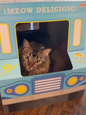 A post by @coco_sazerac on TikTok caption: Ready to serve you fish tacos! #elgato #catsoftiktok #tacotruck #catboss #targetstore