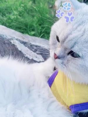 A post by @bbbuddiess on TikTok caption: What do you do? #cat #kitty #cute #catviral #foryou #fypシ