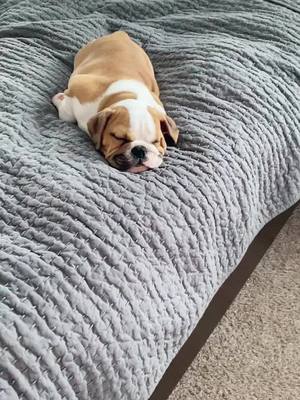 A post by @bulldog765 on TikTok caption: Sunday’s are for naps. #bulldog #pets #PetsOfTikTok #fyp #bulldogingles #englishbulldog #englishbulldogpuppy #englishbulldogsoftikok #cute #dogs