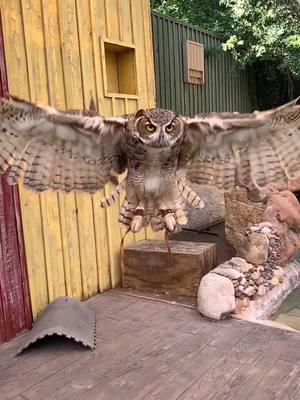 A post by @kellyrgant on TikTok caption: One of my favorite work views #zookeeper #owl #raptor #birdnerd #SmallBite