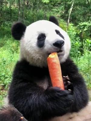 A post by @gaanail on TikTok caption: Not just bamboo, panda like carrots,too #animals #animalsoftiktok #tiktokanimals #panda #foryou #fyp