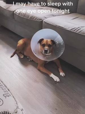 A post by @mares1985 on TikTok caption: My poor baby has to have surgery next week & has to wear the cone to stop biting the wound #coneofshame #surgery #dogsoftiktok #iloveher #dog #socute