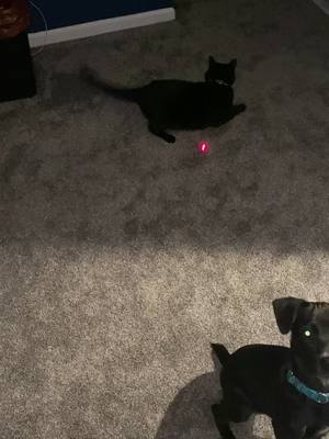 A post by @mares1985 on TikTok caption: When a $3 laser pointer brings more joy to all your pets then any $$$ toy can #catsanddogs #laserpointer #funnyvideos #dog #cat #Love