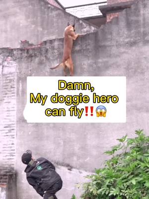 A post by @doggiehero on TikTok caption: Damn!My doggie hero can fly!😱#fy#fyp#foryou#foryourpage #dog#doggo #DogsOfTikTok #flydog #jumpchallenge #dogjump #doggiehero #cleverdog