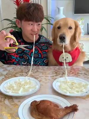 A post by @allen8200 on TikTok caption: Noodle competition, guess who got the chicken drumstick in the end.#puppy #dog #funny #fyp #foryou