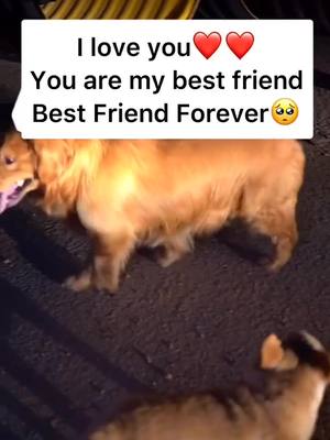 A post by @smartdogcat on TikTok caption: Yes. Best Friend Forever🥺🥺❤️❤️ #dog #dogsoftiktok #doglover #dogfriend #bestfriend #puppy #puppylove #pet #petlover #foryou #fyp