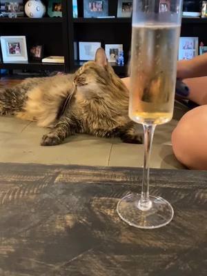 A post by @coco_sazerac on TikTok caption: Spa Day #bougie #catsoftiktok #max #spoiled #spaday