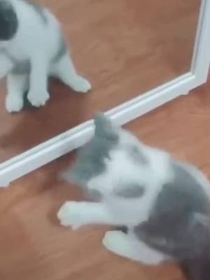 A post by @doggycattyy on TikTok caption: Hahaha what r u doing? #cat #pet #cute