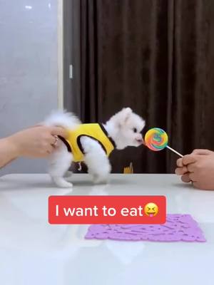 A post by @cutedogpet on TikTok caption: Sugar😍😋#pet #cute #dog #puppy #fyp #foryou