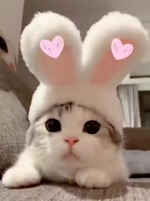 A post by @jamesmosley07 on TikTok caption: Wow,baby😚#usa #usatiktokers #foryou #fyp #animals #cat #sweet