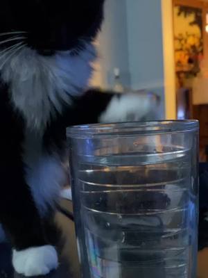 A post by @bennie_boy0317 on TikTok caption: Still trying to move the cup and pondering the water...but he finally has a big boy cup! #catsoftiktok #PetsOfTikTok #bennie #angryfloof