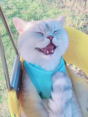 A post by @bbbuddiess on TikTok caption: I hope you have a nice day with me!❤️ #kitty #smile #cutekitty #foryou #foryoupage #fyp #catsoftiktok