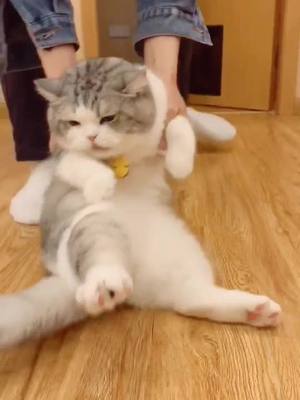 A post by @jamesmosley07 on TikTok caption: A dragged cat.🤣😂#foryou #fyp#cat#cute#usa#usatiktok