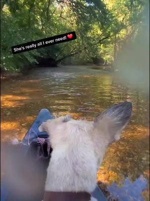 A post by @tinajoe44 on TikTok caption: #dogscanoe #dogcanoe #DogPerson #mybestfriend #canoetripping