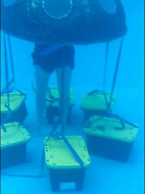 A post by @gabriel__peter on TikTok caption: my dad living his best life in jellyfish labs. legends say he is still in there to this day. #underwater #project #fyp #foryou