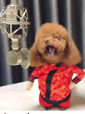 A post by @yutiyy on TikTok caption: Dogs like singing#dog #DogPerson #dogs #dogsoftiktok #doglover #cutedog #dogsinging