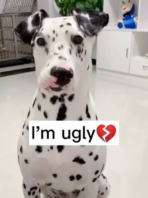 A post by @yutiyy on TikTok caption: If you think I'm ugly,too💔#dog #dogperson #dogs #dogsoftiktok #doglover #cutedog #uglydog