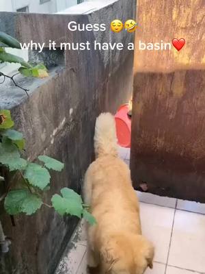 A post by @yutiyy on TikTok caption: Guess😛Why does it have to carry a basin😁#dog #DogPerson #dogs #dogsoftiktok #cutedog #dogsoftiktok