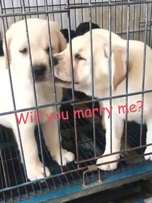 A post by @funnypet.vid on TikTok caption: A love story.❤️Follow for more 🐶🥰￼ #lovestory #dogsoftiktok #dogs #fyp #foryou