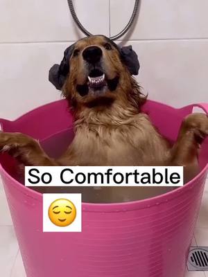 A post by @vikipuppy on TikTok caption: When I am massage 💆‍♂️ #TodayILearned #dog #dogsvideo #doglover #foryoupage