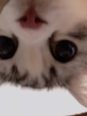 A post by @doggycattyy on TikTok caption: Hahaah wait till the end the video #cat #cute #pet