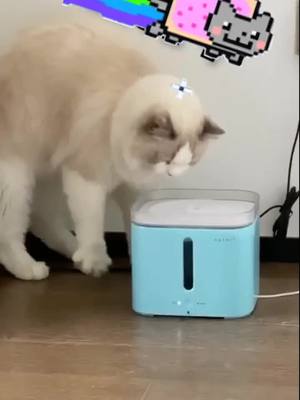 A post by @doggycattyy on TikTok caption: Why my cat drinking water like that? #cute #cat #pet