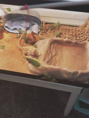 A post by @mares1985 on TikTok caption: Today I learned that Hades the Bearded Dragon loves to play with the cat toys #beardeddragon #hades #cattoys #funnyvideos #TodayILearned