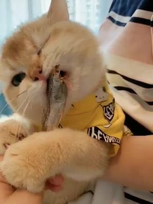 A post by @jamesmosley07 on TikTok caption: Yummy👍🏻🔥#foryou #uas#usatiktok#cat#sweet#cute#fyp