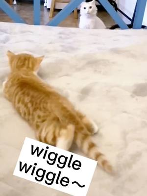 A post by @smile_smile_cats on TikTok caption: Look at this cute butt🐾🤣#catplay #wigglechallenge #fypchallenge