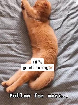 A post by @smile_smile_cats on TikTok caption: Hi Good morning 🐾🐈#catperson #catsleep #fyp