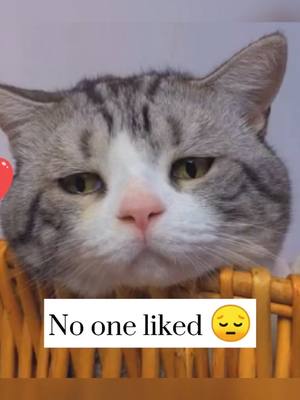 A post by @alittlecattlife on TikTok caption: Do you like me? 🥺😩#kitty #fly #cat #foryou