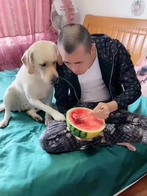 A post by @cutedoggy.planet on TikTok caption: It Is a spoon~#fyp #dog #doglover #tiktokdogs #lovely #dogsoftiktok #pet