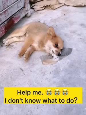 A post by @aizz44 on TikTok caption: 😭😭😭😭😭😭😭no omg !#lovedog