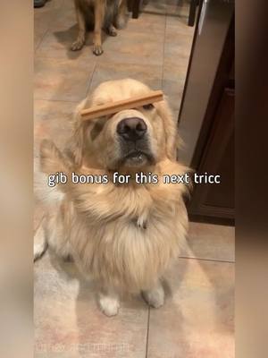 A post by @max.and.murph on TikTok caption: pupper tried to do the hoomans the impress. failed miserubly. wanted a redo. many regrets. ultimate sad. (max is content tho) #dogs #dog #cute #fyp