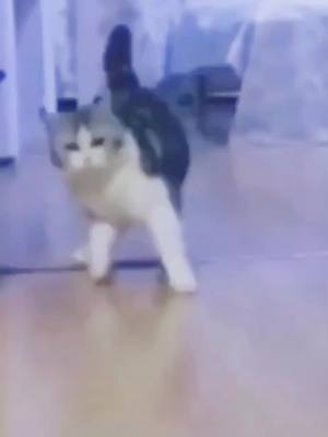 A post by @doggycattyy on TikTok caption: Test u cat n see it’s reaction #funny #cute #cat