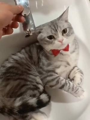 A post by @jamesmosley07 on TikTok caption: It seems to know there is a danger👀#foryou #cat#cute#usatiktok #fyp