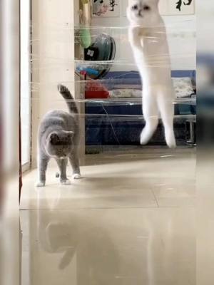 A post by @cutemaomi on TikTok caption: How to jump right #cat #catsoftiktok #cats #jump #foryou #catlover