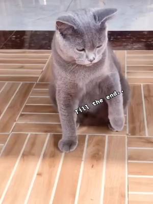 A post by @smile_smile_cats on TikTok caption: Lol🤣🤣🤣so cute🐾#meow #catsoftiktok #catplaying #fyp