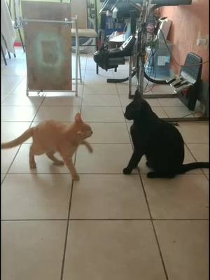 A post by @yinyang.cats on TikTok caption: Tu hermano el que no aguanta nada #gatitospeleando #gatostiktok