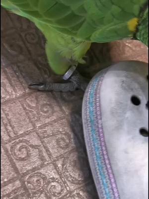 A post by @hakunamatata0608 on TikTok caption: #zazu #aaaaaaaaaaaaaaaaaaaa #loros