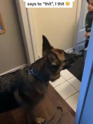 A post by @violetthegsd on TikTok caption: My Little Hooman may not speak my language(Woof) but I get him 🥰