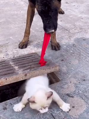 A post by @petdog77 on TikTok caption: #dog #foryou #strong #pets #dogperson