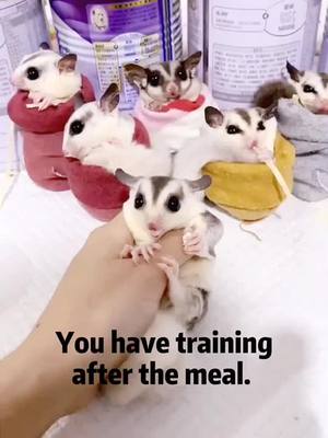 A post by @cutepets238 on TikTok caption: 😂Do you believe that they really enjoy the training? #training #sugarglider #cutepets238 #fyp