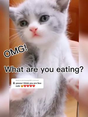 A post by @alittlecattlife on TikTok caption: Reply to @damionpage06  Do you think he can eat meat? Or milk? 🥛 #cat #kitty #fly