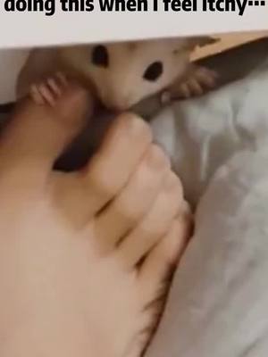 A post by @cutepets238 on TikTok caption: What’s the strangest thing your pet has done? #cutepets238 #sugarglider #strangestthings #fyp