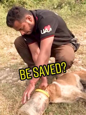 A post by @funnypet.vid on TikTok caption: Wait till the end❤️❤️❤️ follow for more #doglover #dogrescue #dogbestfriend #lovedogs #fyp