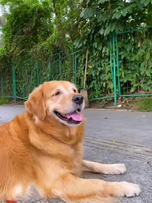 A post by @evawallie8 on TikTok caption: Can we be friends?#dog #pet #dogs