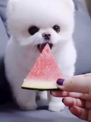 A post by @milo_ohio on TikTok caption: Do you like eat watermelon?#pet #dog #fyp #foryou #TimeforTENET